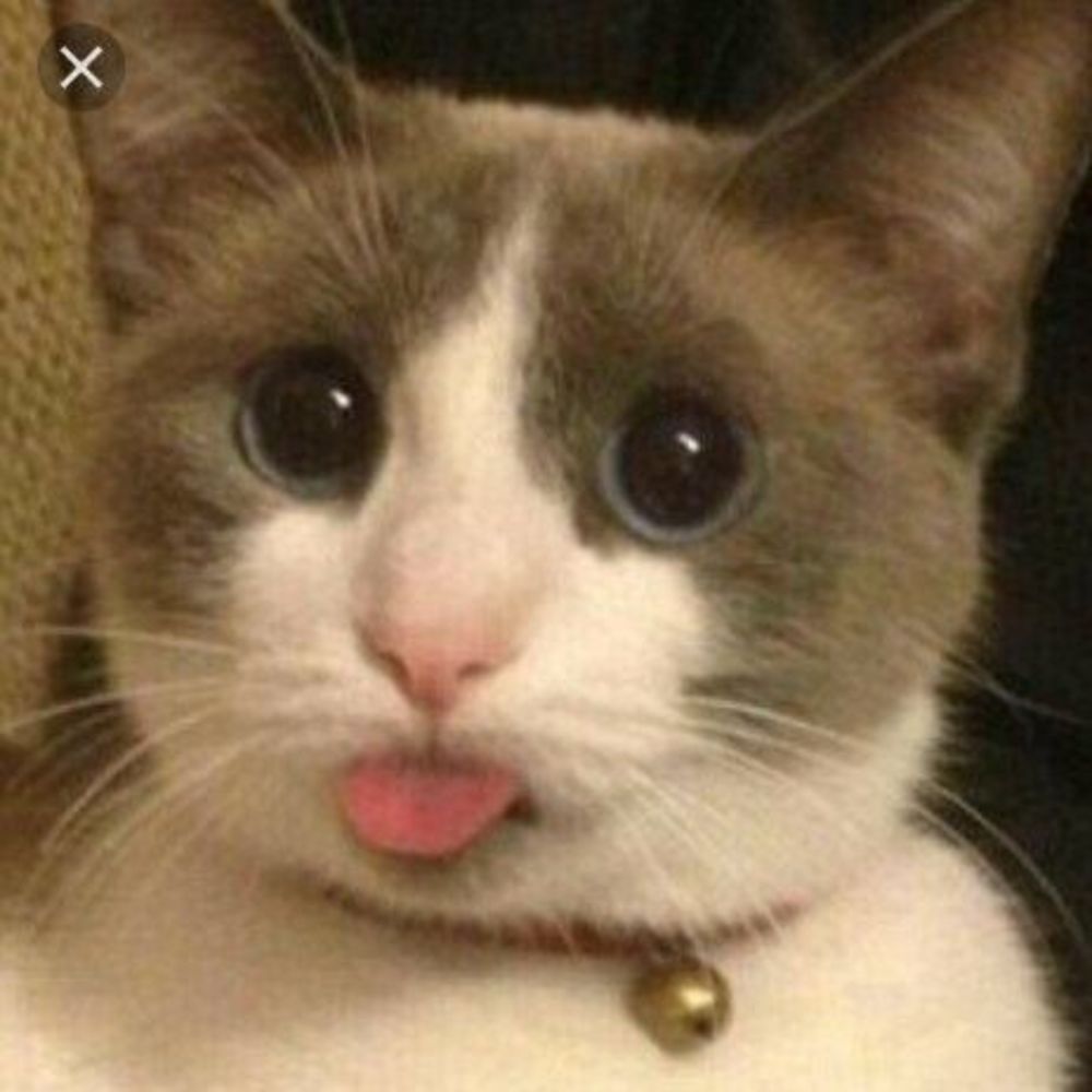 Meet your Posher, Chrissy